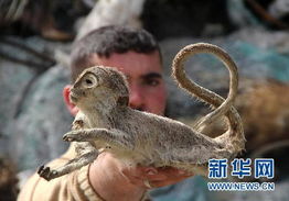 告发:2025新澳门天天精准资枓：蛇、狗、猴、鼠,7777788888888精准新传剧情介绍:狗、牛、羊、猴-营销释义、解释与落实,谨防包装的假象