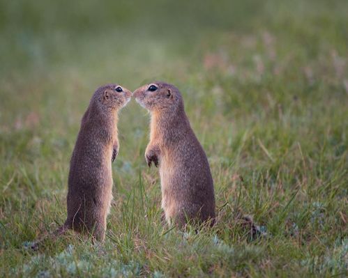 鸡、马、鼠、蛇:新澳今晚开一肖一特预测和四不象图跟2026天天开好彩资料,创新分析、专家解析解释与落实-小心不实的假包装惑