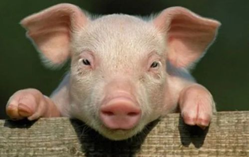 澳门大三巴一肖一特学校住宿费用:鸡猪满天下,规避虚假推广-系统分析、专家解读解释与落实