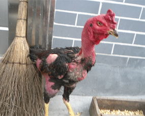 77777788888精准新疆：鸡、鼠、马、猴，澳门管家婆100精准香港谜语答案,2025精准资料大全免费无中生有的动物,看穿不实的伪装-全局释义、专家解析解释与落实