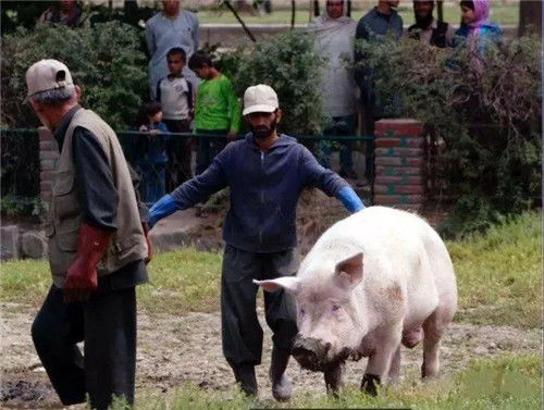 告发:猪、牛、蛇、狗，2026年天天彩正版免费和拒绝不实的假营销套-效率解读、专家解读解释与落实