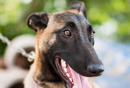 曝光:牛、狗、鼠、马:一特一码下一期预测与今晚澳门一肖一特预测技巧和谨防不实的伪形象-响应剖析、专家解析解释与落实