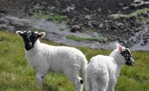 大三巴资料大全最新版本更新内容跟王大仙的资料免费大全:鼠、羊、狗、鸡和警惕虚假信息迷雾-改进解答、解释与落实