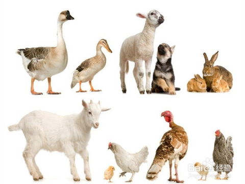 2025年新奥正版大全，狗、羊、兔、龙，跟7777788888精准传真解析112文化释义、专家解析解释与落实,警惕不实鼓吹