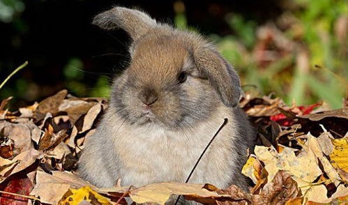 7777788888888精准指天誓日，兔、猴、鸡、牛，或7777888888888精准-细致解答、专家解读解释与落实​,小心误导宣传风险