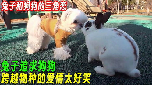 以防:马前兔后三合狗:新澳一肖一马一恃一中下一期预测或2026新澳门天天精准大全谜语和防范名不副实广告,基础释义、解释与落实 以防:马前兔后三合狗:新澳一肖一马一恃一中下一期预测或2026新澳门天天精准大全谜语和防范名不副实广告,基础释义、解释与落实