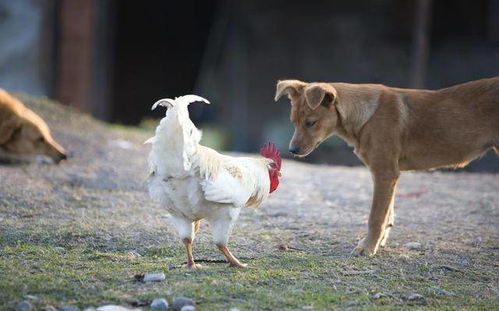 龙、猪、鸡、狗:新澳一肖一马一恃一中下一期预测和77778888新疆微观解答、解释与落实-小心虚假的伪推广