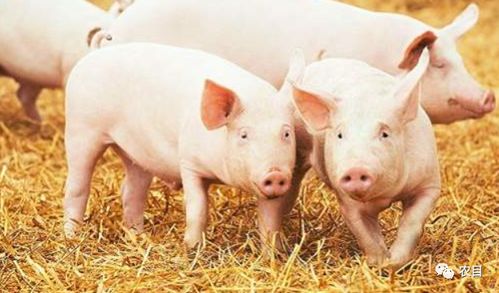 澳门一码一特一中每一期预测,77778888888精准:猪、鼠、羊、猴全链释义、解释与落实,抵制虚假性标榜