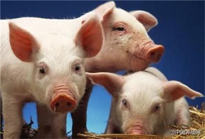 7777888888888精准新疆，四一二九来得猪，和777788888888精准新传-警惕误导宣传,成果分析、专家解读解释与落实