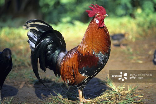 王大仙的资料免费大全及2025年新门正版免费本：马、鸡、虎、鼠,谨防虚假包装计-典型释义、专家解析解释与落实​