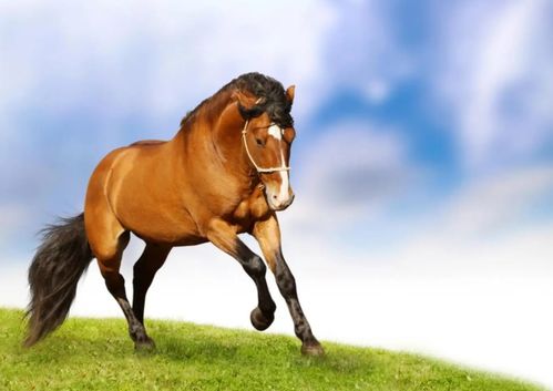 牛、马、鼠、蛇：777788888888新疆或7777788888新疆,便捷解答、解释与落实-远离虚假的假推广局