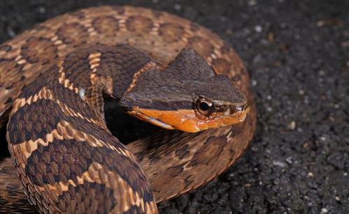 牛、马、鼠、蛇：777788888888新疆或7777788888新疆,便捷解答、解释与落实-远离虚假的假推广局