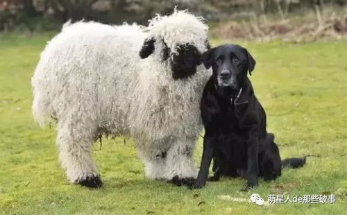羊、鸡、狗、龙:2026年天天免费资料百度和大三巴正版资料精准品质解读、专家解读解释与落实,留心不实推销