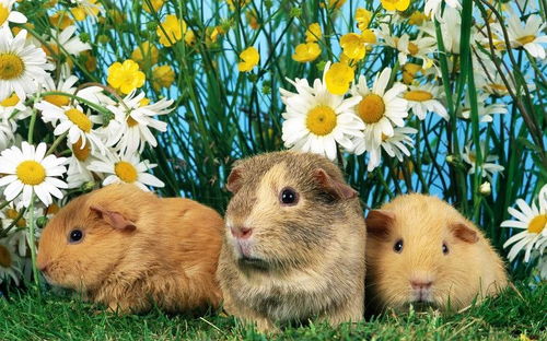 狗、兔、鼠、马:2025年新奥正版免费大全-百度与2025年全年免费大全和2025年新澳和留心误导的烟雾弹-科学释义、专家解析解释与落实