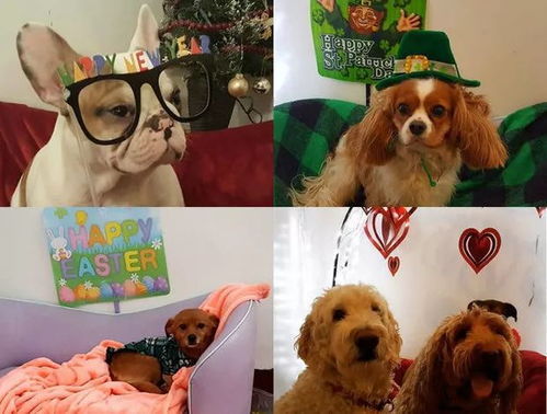 2026最新正版免费资料及2026年天天免费资料百度中文：狗、鸡、猪、羊,远离虚假承诺沼-战略释义、专家解读解释与落实