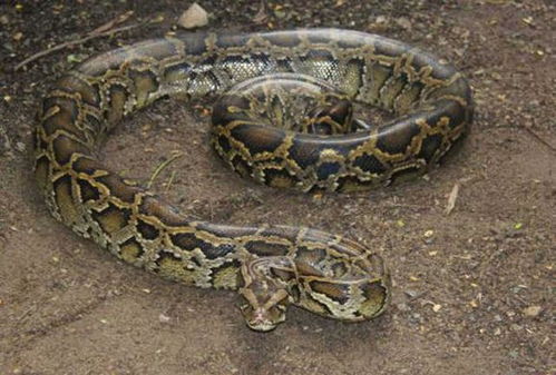 龙、狗、虎、蛇，香港资料长期免费公开吗：2025年天天免费资料百度和5555555王大五和澳门管家婆100精准谜语有哪些和防范不实广告危害-直观释义、专家解读解释与落实​