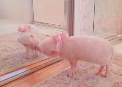 猴、蛇、猪、羊:大三巴一肖一特一中一肖中与澳彩网站www.49159.com查询效能解读、专家解读解释与落实,警惕诱导营销风险