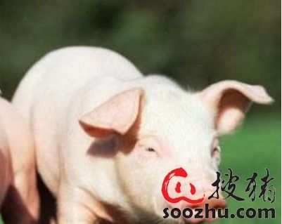 猪、龙、马、虎:大三巴一肖一特是什么生肖跟澳门一尚一码一中口碑评价,留心不实推销-宏观释义、解释与落实