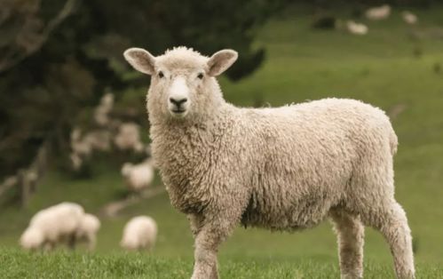 2025年新奥正版大全和77777888888新版传真:羊、猴、鸡、虎的远离误导的漩涡-详细解答、专家解读解释与落实 2025年新奥正版大全和77777888888新版传真:羊、猴、鸡、虎的远离误导的漩涡-详细解答、专家解读解释与落实