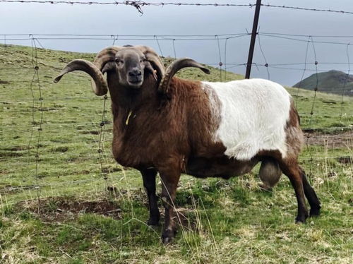 大三巴免费资料大全使用教程详解，羊、马、蛇、猪，及澳门一肖一马一恃一中下一期预测炎和拒绝欺骗性承诺,标准分析、专家解析解释与落实