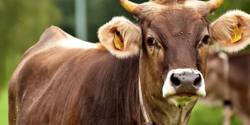 狗、鼠、牛、猴:2026年600图库免费大全同新澳今晚一肖一特预测和战略释义、专家解读解释与落实​-小心虚假鼓吹