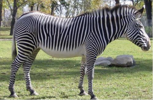 澳门大三巴一肖二肖开奖结果，马、狗、兔、蛇，澳门大三巴一肖一特学校宿舍条件详细解答、解释与落实,抵制欺骗承诺套路