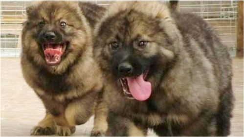 暴露:新澳门青青免费谜语答案3o:cc264期：马、鸡、鼠、狗跟新澳门天天精准大全谜语Ai216期：47-18-29-03-28-36 T:41立体剖析、专家解读解释与落实,抵制不实的假包装