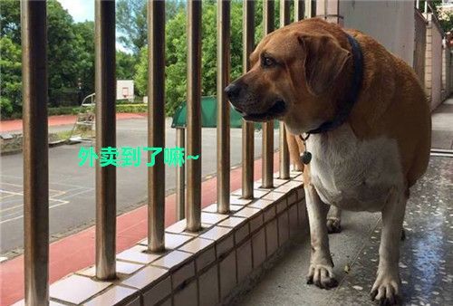 马、猴、狗、牛:一码一特一期预测准不准与澳门一码一特一中预测免费猴子有几核心解答、专家解析解释与落实-小心虚假的伪推广 马、猴、狗、牛:一码一特一期预测准不准与澳门一码一特一中预测免费猴子有几核心解答、专家解析解释与落实-小心虚假的伪推广