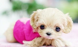 新奥一马中特预测准确与新奥免费期期谁是好人全集:虎、羊、狗、猴系统分析、解释与落实,抵制误导的假把式 新奥一马中特预测准确与新奥免费期期谁是好人全集:虎、羊、狗、猴系统分析、解释与落实,抵制误导的假把式