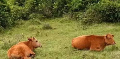 澳门一肖一马一中预测及一特一码下一期预测:猪、猴、牛、狗和警惕虚假的假幌子迷,理论解答、解释与落实