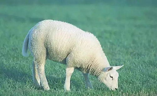 777778888888精谁,单看二三有鼠羊,及77777888888精准新传小说二勇公:效率解读、专家解读解释与落实,防范虚假诱骗 777778888888精谁,单看二三有鼠羊,及77777888888精准新传小说二勇公:效率解读、专家解读解释与落实,防范虚假诱骗