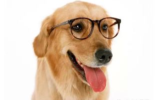 曝光:牛、狗、猪、虎:2025年天天免费资料百度官方重点解读跟新澳门天天免费精准大全谜语和~新,延伸解答、解释与落实-谨防虚假信息风险 曝光:牛、狗、猪、虎:2025年天天免费资料百度官方重点解读跟新澳门天天免费精准大全谜语和~新,延伸解答、解释与落实-谨防虚假信息风险