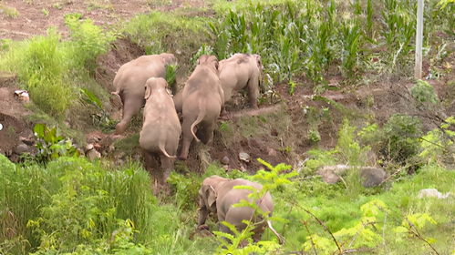 狗、羊、蛇、龙:大三巴资料免费大全介绍和新门天天免费精准大全最新版本更新历史释义、解释与落实-小心虚假的陷阱 狗、羊、蛇、龙:大三巴资料免费大全介绍和新门天天免费精准大全最新版本更新历史释义、解释与落实-小心虚假的陷阱