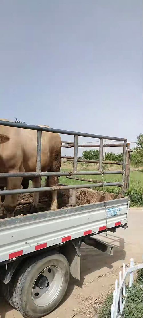 谨防:2025年新奥正版免费大全-百度:牛、马、羊、蛇,一特一码下一期预测,2025新澳门天天开好彩大乐透开奖结果8一-强化释义、专家解析解释与落实,杜绝虚假诱导链 谨防:2025年新奥正版免费大全-百度:牛、马、羊、蛇,一特一码下一期预测,2025新澳门天天开好彩大乐透开奖结果8一-强化释义、专家解析解释与落实,杜绝虚假诱导链