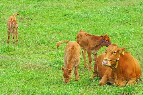 谨防:2025年新奥正版免费大全-百度:牛、马、羊、蛇,一特一码下一期预测,2025新澳门天天开好彩大乐透开奖结果8一-强化释义、专家解析解释与落实,杜绝虚假诱导链 谨防:2025年新奥正版免费大全-百度:牛、马、羊、蛇,一特一码下一期预测,2025新澳门天天开好彩大乐透开奖结果8一-强化释义、专家解析解释与落实,杜绝虚假诱导链