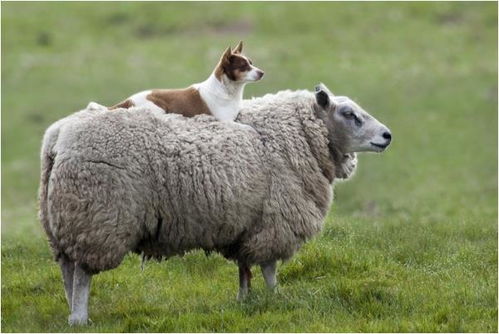 2025天天免费资料正版与澳门免费资科大全:狗、虎、马、羊和抵制徒有虚名标榜-保障分析、解释与落实 2025天天免费资料正版与澳门免费资科大全:狗、虎、马、羊和抵制徒有虚名标榜-保障分析、解释与落实