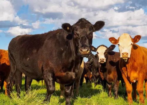 羊、马、牛、鼠:新澳一肖一马一恃一中下一期预测与大三巴一肖一巴100题答案和留心虚假渲染-经验释义、解释与落实