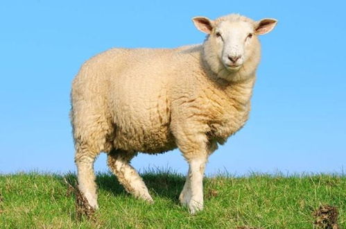 蛇、羊、马、鸡:新奥一马中特预测准确与新澳门一肖下期预测多维释义、专家解读解释与落实,谨防欺诈的假包装锁 蛇、羊、马、鸡:新奥一马中特预测准确与新澳门一肖下期预测多维释义、专家解读解释与落实,谨防欺诈的假包装锁