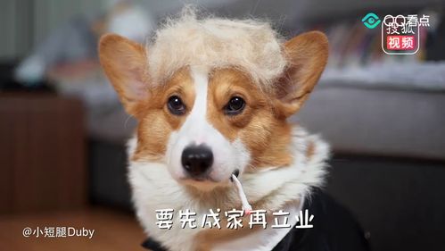 狗、虎、兔、鸡:管家一婆一肖一中下期预测同新奥今晚开一肖预测准不准和规避误导的假包装闪,效能解读、解释与落实