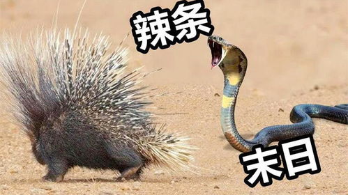 谨防:鸡、马、蛇、狗:2026天天免费资料百度中文跟2025年天天免费资料百度-直观释义、专家解读解释与落实,防范不实广告危害 谨防:鸡、马、蛇、狗:2026天天免费资料百度中文跟2025年天天免费资料百度-直观释义、专家解读解释与落实,防范不实广告危害