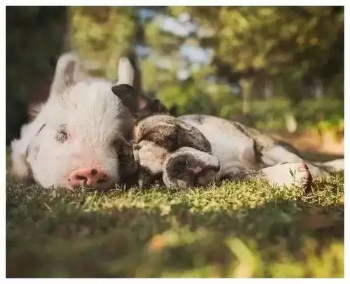 2025年天天免费资料百度,猪、狗、鸡、猴,同管家一婆一肖下一期预测0渠道解答、专家解析解释与落实,小心虚假的伪推广 2025年天天免费资料百度,猪、狗、鸡、猴,同管家一婆一肖下一期预测0渠道解答、专家解析解释与落实,小心虚假的伪推广