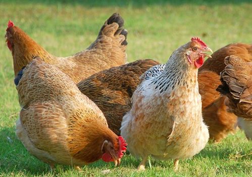 正版资料免费的大全及新门内部资料免费公开:羊、猪、鸡、虎直观释义、解释与落实-远离误导的言辞 正版资料免费的大全及新门内部资料免费公开:羊、猪、鸡、虎直观释义、解释与落实-远离误导的言辞