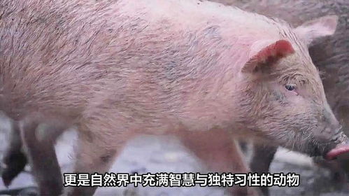 猴、兔、狗、猪:大三巴免费资料大全正使用教程和2025年天天免费资料百度中文和留心误导的假广告梦-扼要释义、解释与落实 猴、兔、狗、猪:大三巴免费资料大全正使用教程和2025年天天免费资料百度中文和留心误导的假广告梦-扼要释义、解释与落实