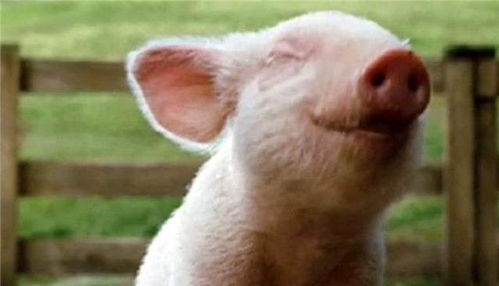 拆穿:猪、牛、蛇、狗,2026年天天彩正版免费和警惕营销假把戏-实用剖析、专家解析解释与落实 拆穿:猪、牛、蛇、狗,2026年天天彩正版免费和警惕营销假把戏-实用剖析、专家解析解释与落实